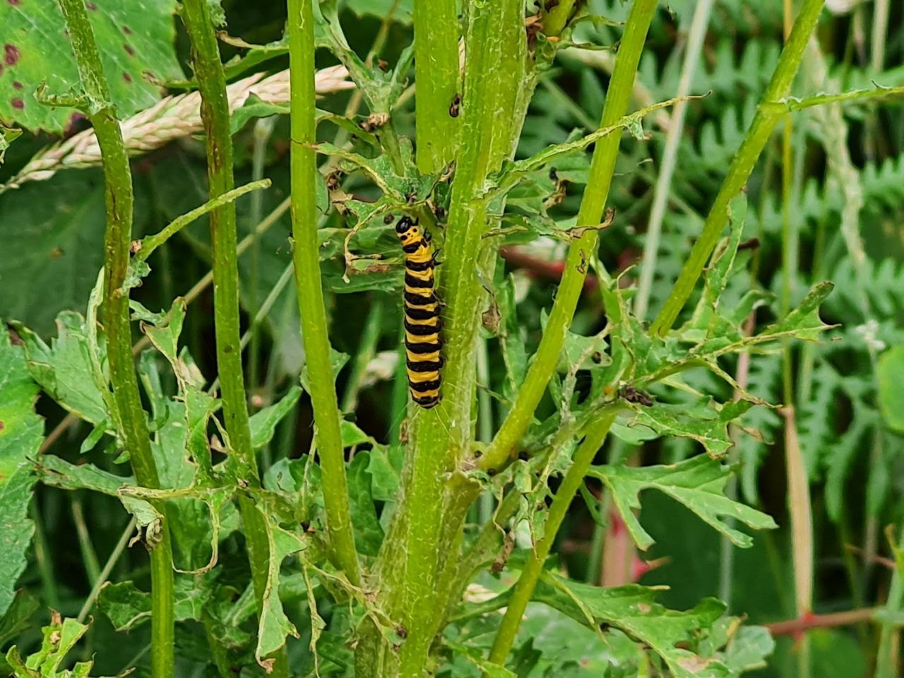 2025-07-05 24 Dunwich Dingle Marshes and Forest.jpg