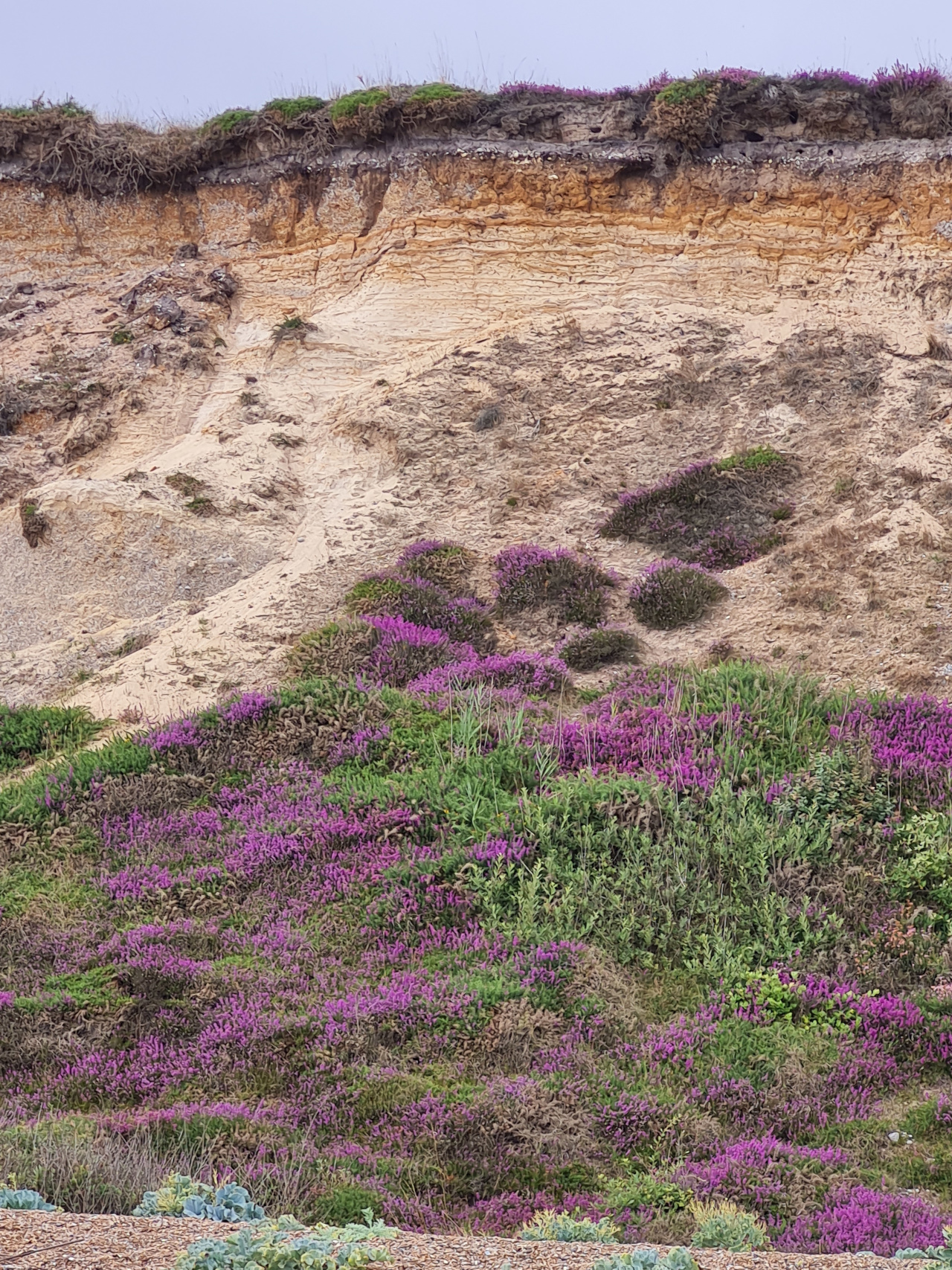 2025-07-16 01 Dunwich Clifs.jpg