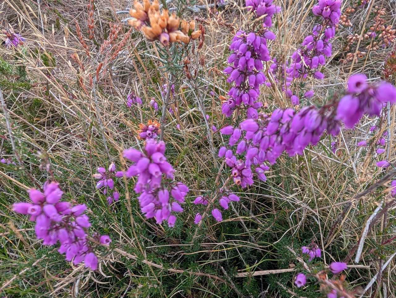 2025-08-17 14 Dunwich and Heath.jpg