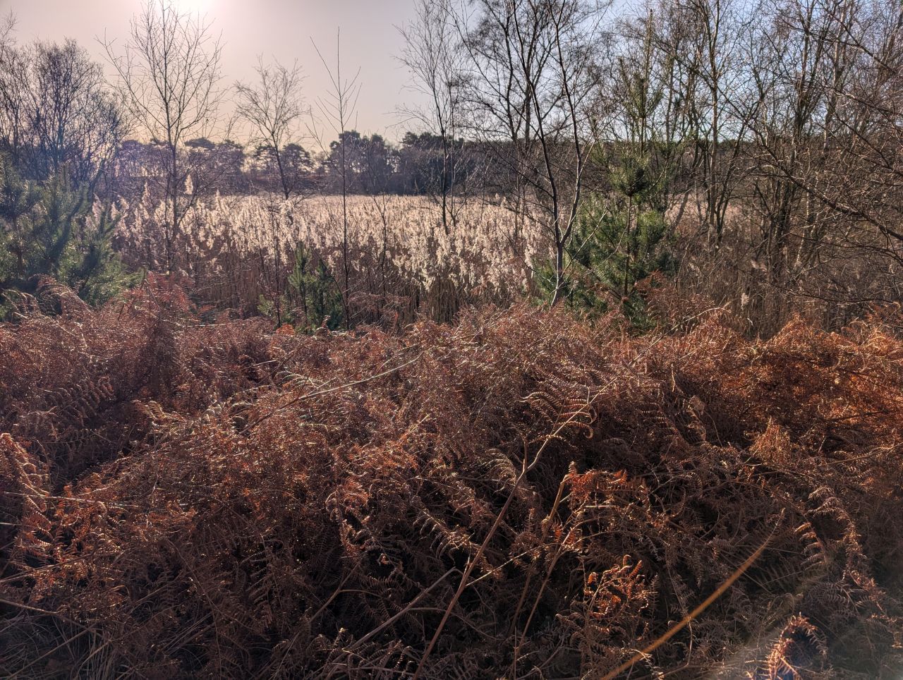 2026-01-02 01 Dunwich and Coastguard Cottages.jpg