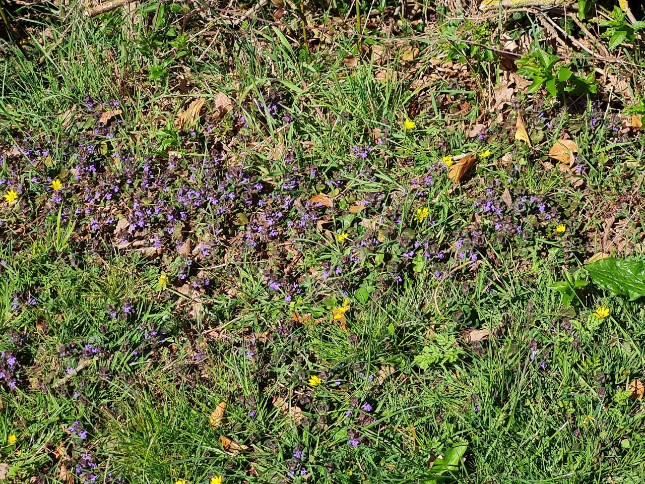 2025-04-01 08 New Buckenham.jpg