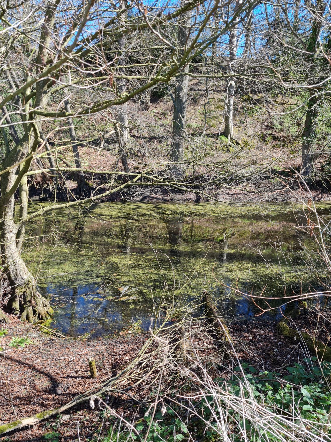 2025-04-01 12 Buckenham Castle.jpg