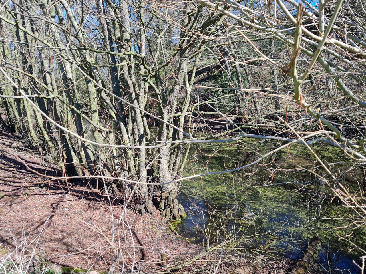 2025-04-01 13 Buckenham Castle.jpg