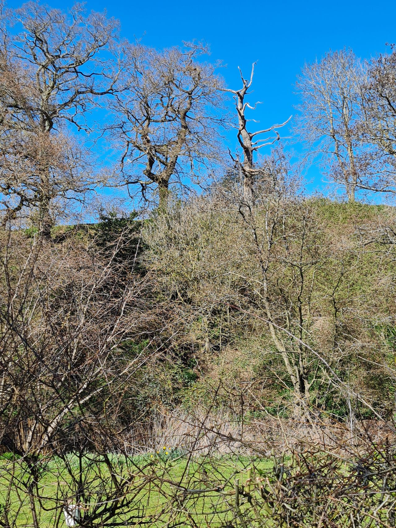 2025-04-01 21 Buckenham Castle.jpg