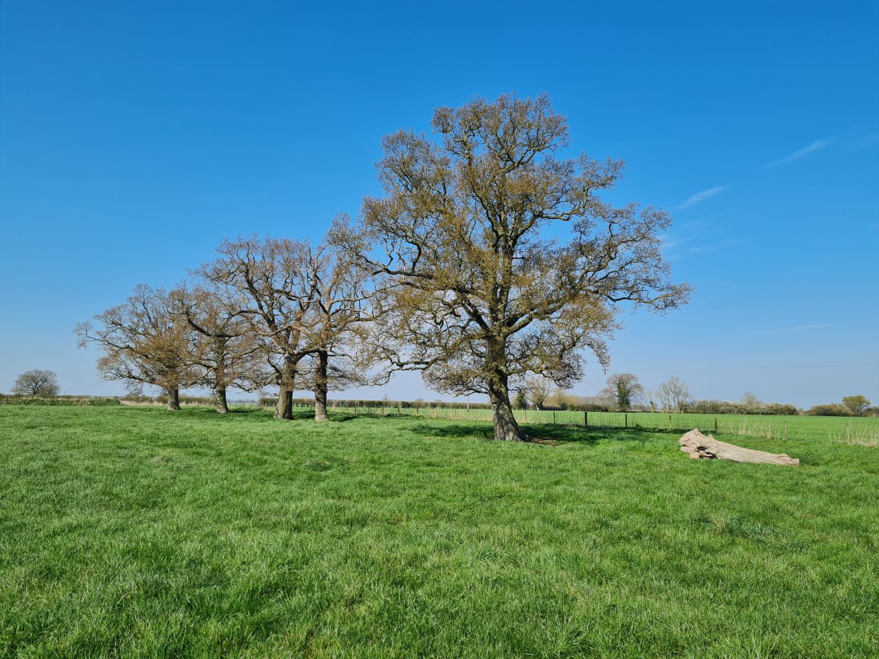 2025-04-03 01 Short Green and New Buckenham.jpg