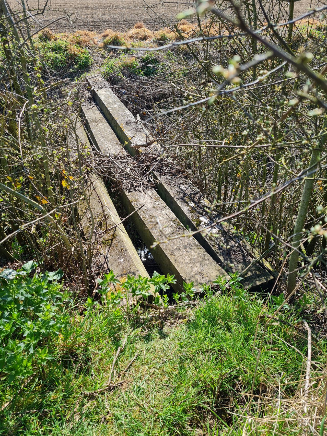 2025-04-03 03 Short Green and New Buckenham.jpg