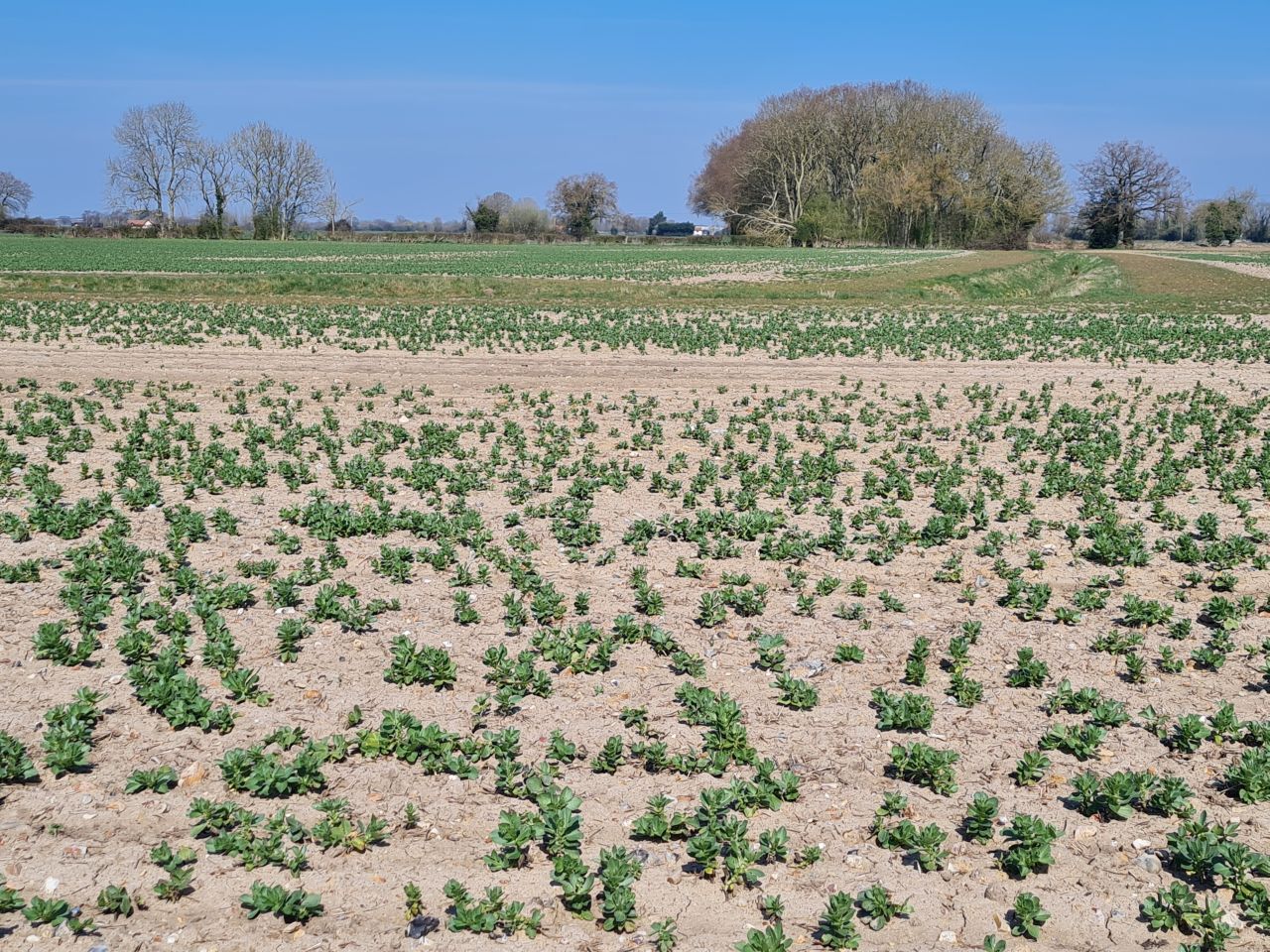 2025-04-03 05 Short Green and New Buckenham.jpg