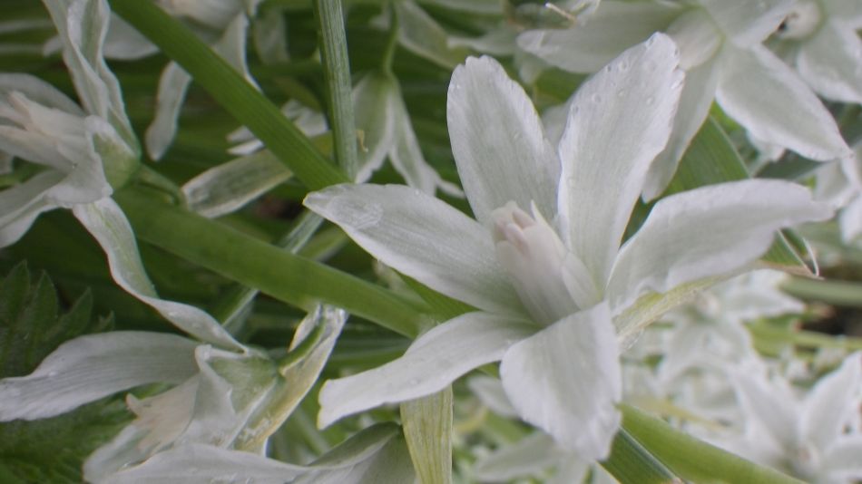 2018-04-11 06 Allium triquetrum.jpg