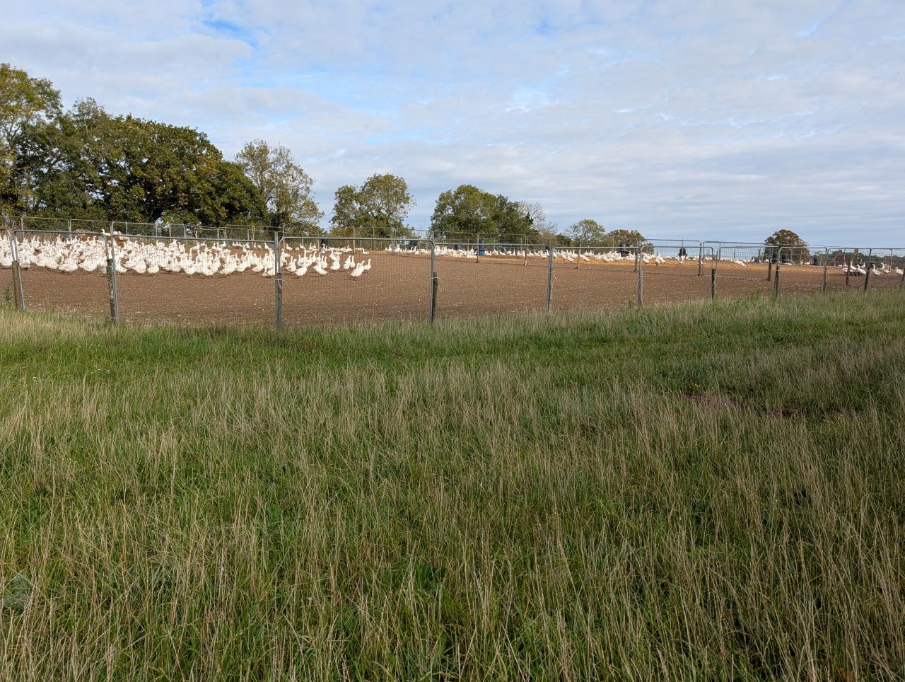 2025-10-22 02 Wenhaston Geese.jpg