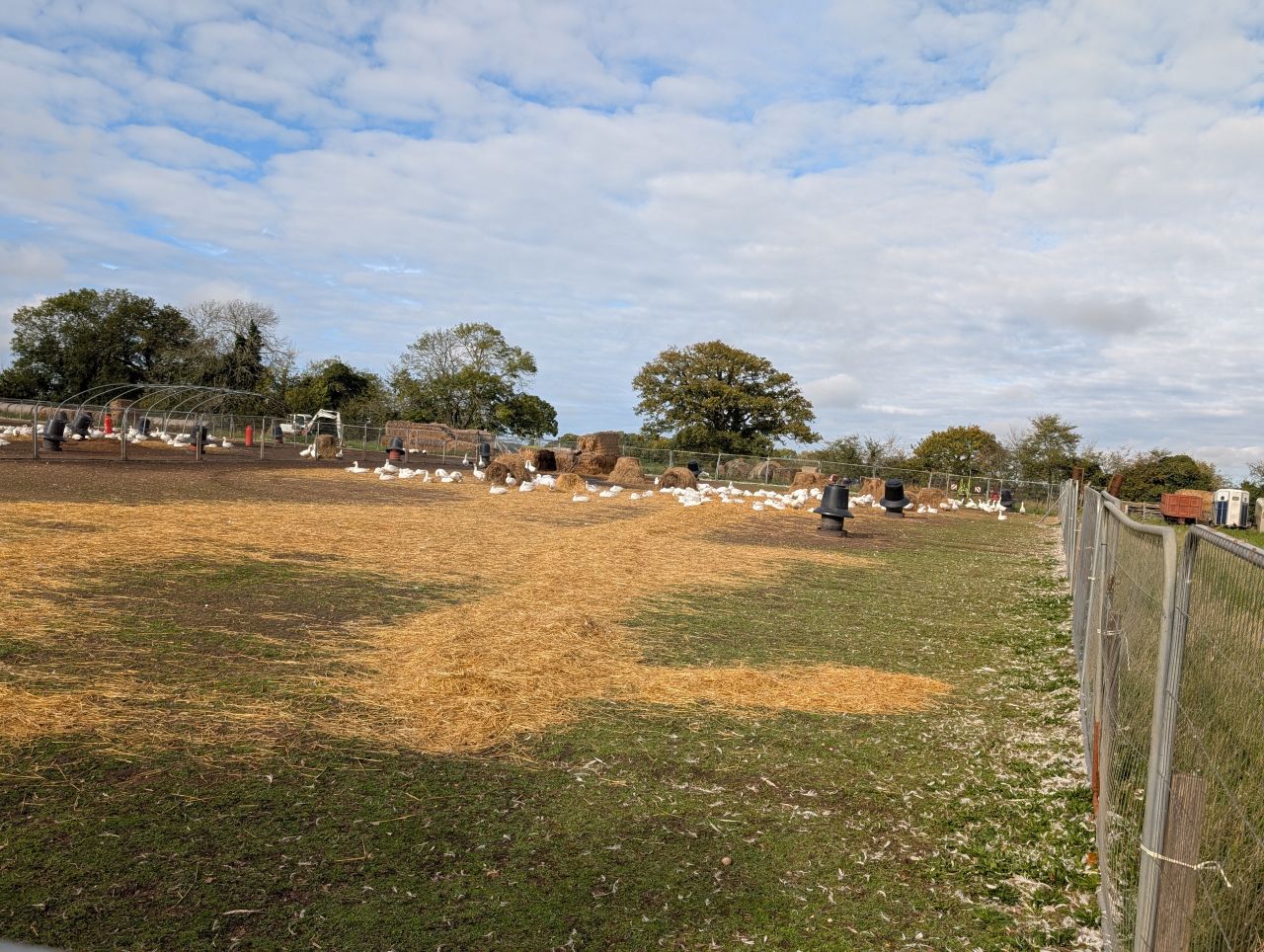 2025-10-22 03 Wenhaston Geese.jpg