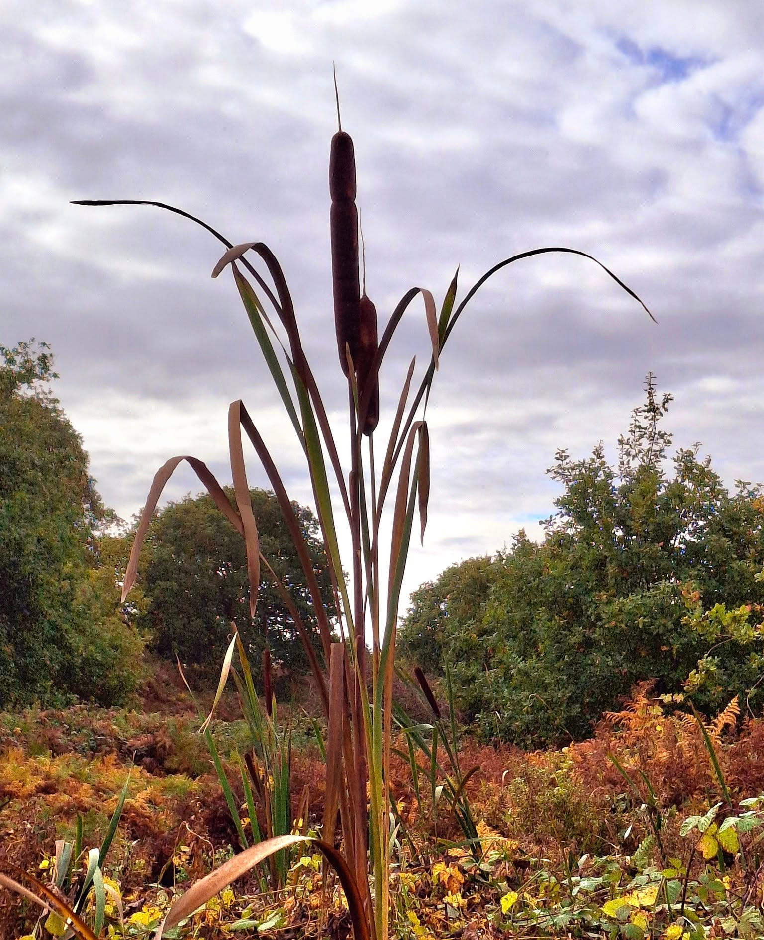 2025-10-22 05 Wenhaston.jpg