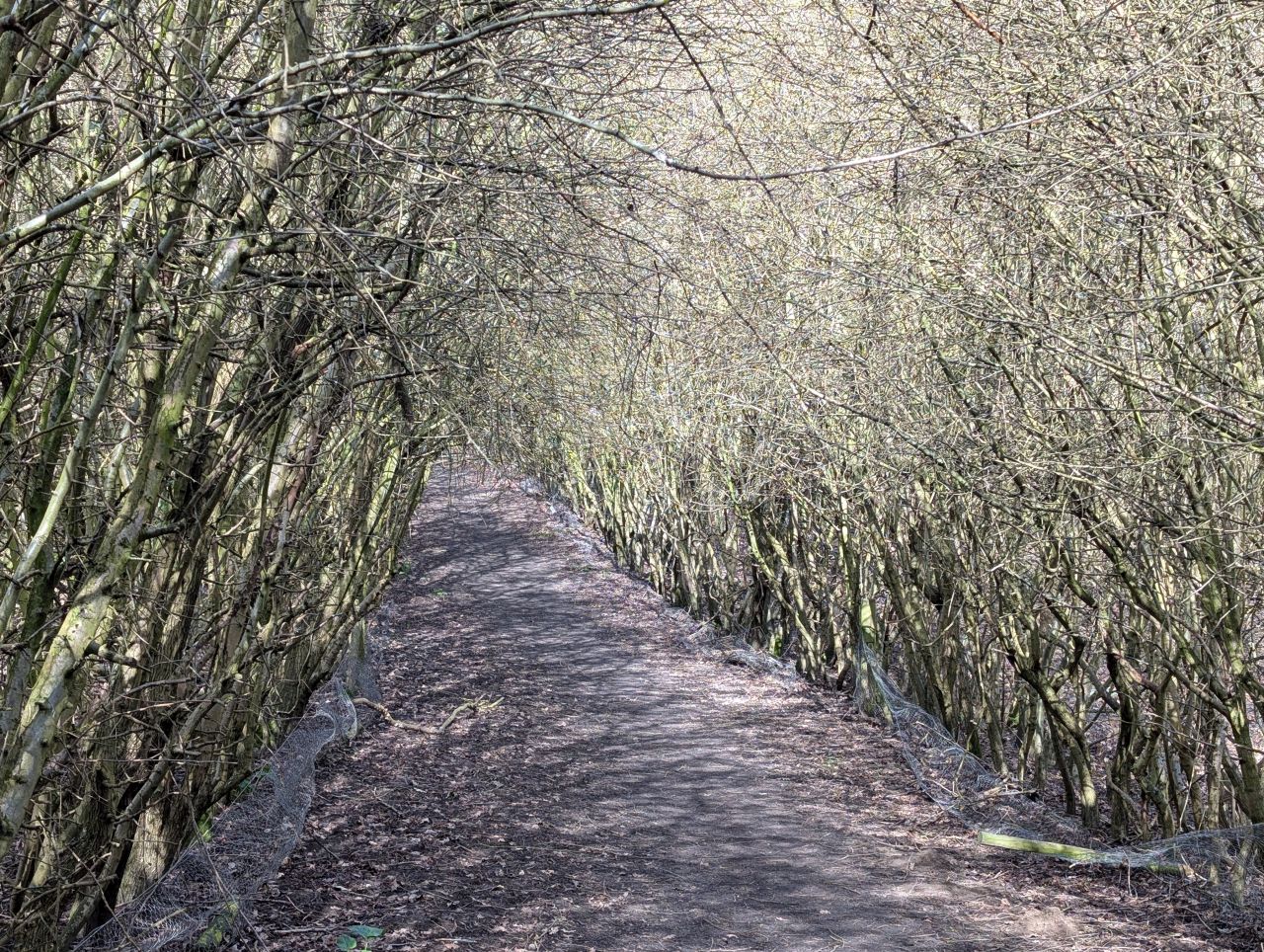 2026-03-14 19 Sudbury and Little Cornard.jpg