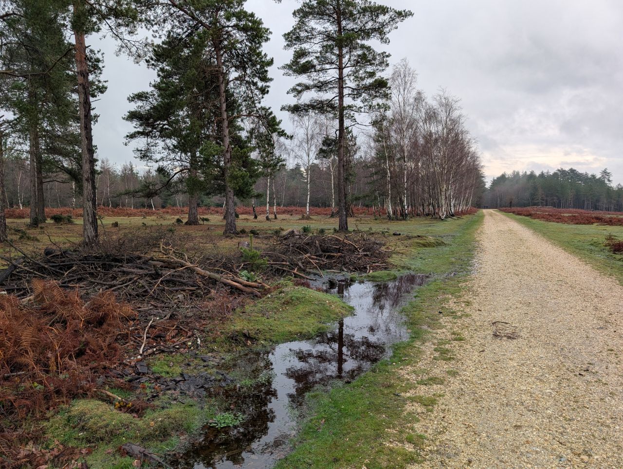 2025-12-21 03 New Forest Janesmoor Pond.jpg