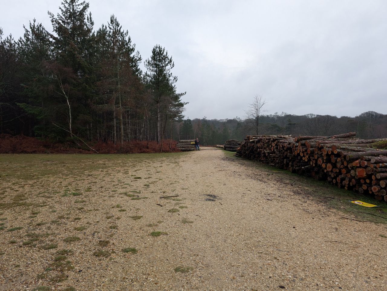 2025-12-21 04 New Forest Janesmoor Pond.jpg