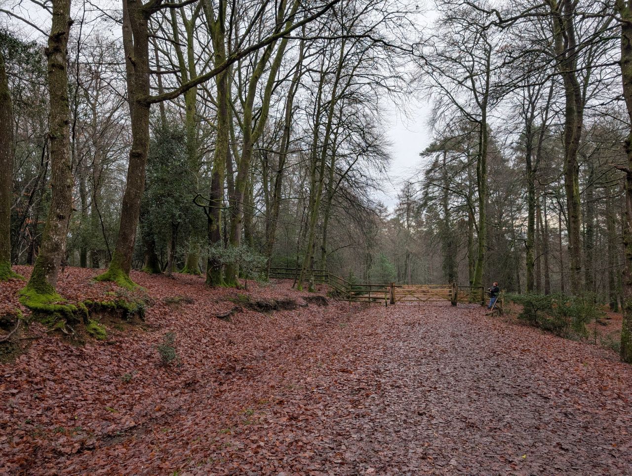 2025-12-21 05 New Forest Janesmoor Pond.jpg