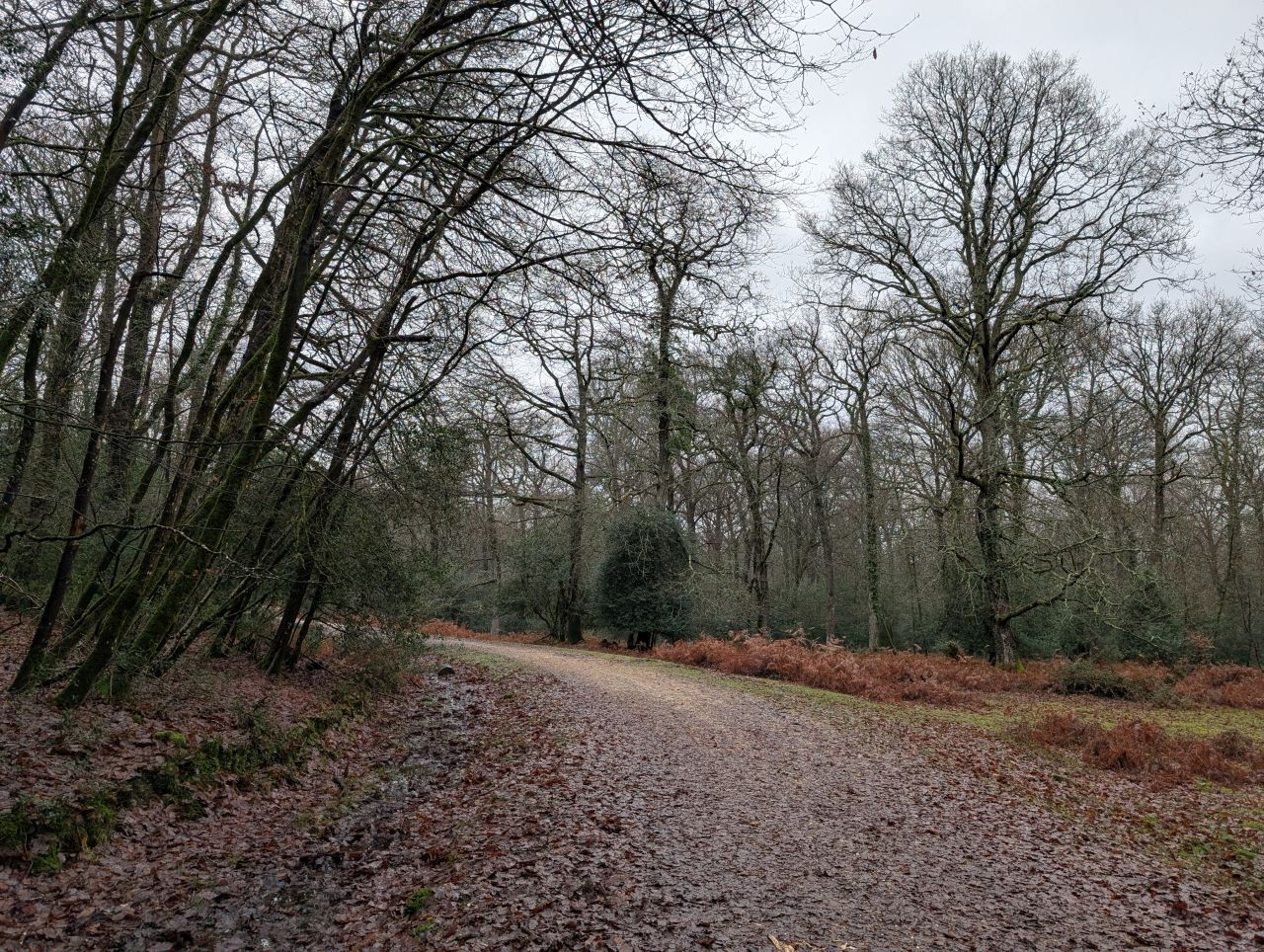 2025-12-21 06 New Forest Janesmoor Pond.jpg
