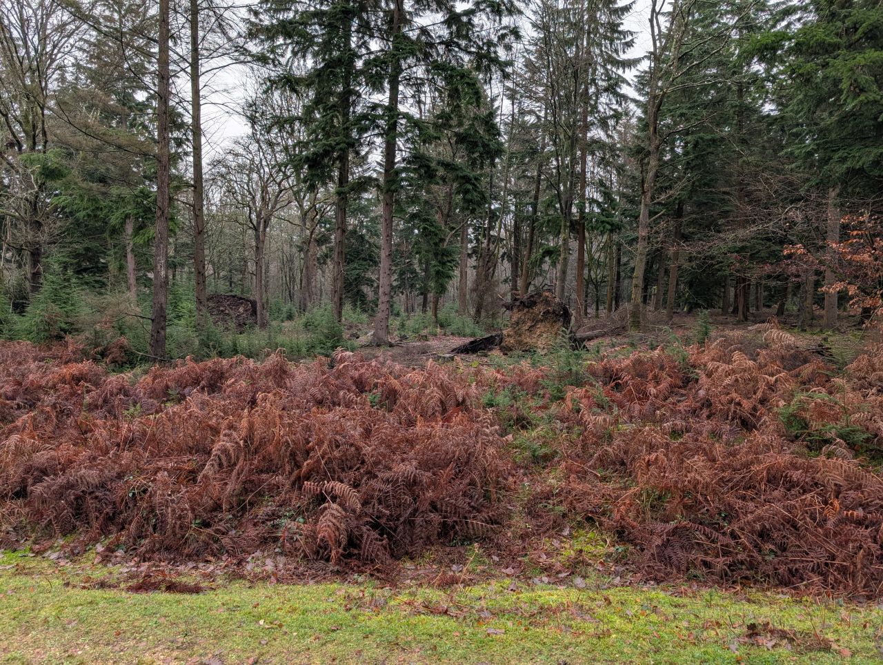 2025-12-21 07 New Forest Janesmoor Pond.jpg