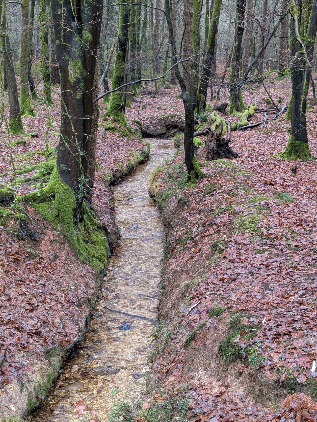 2025-12-21 09 New Forest Janesmoor Pond.jpg