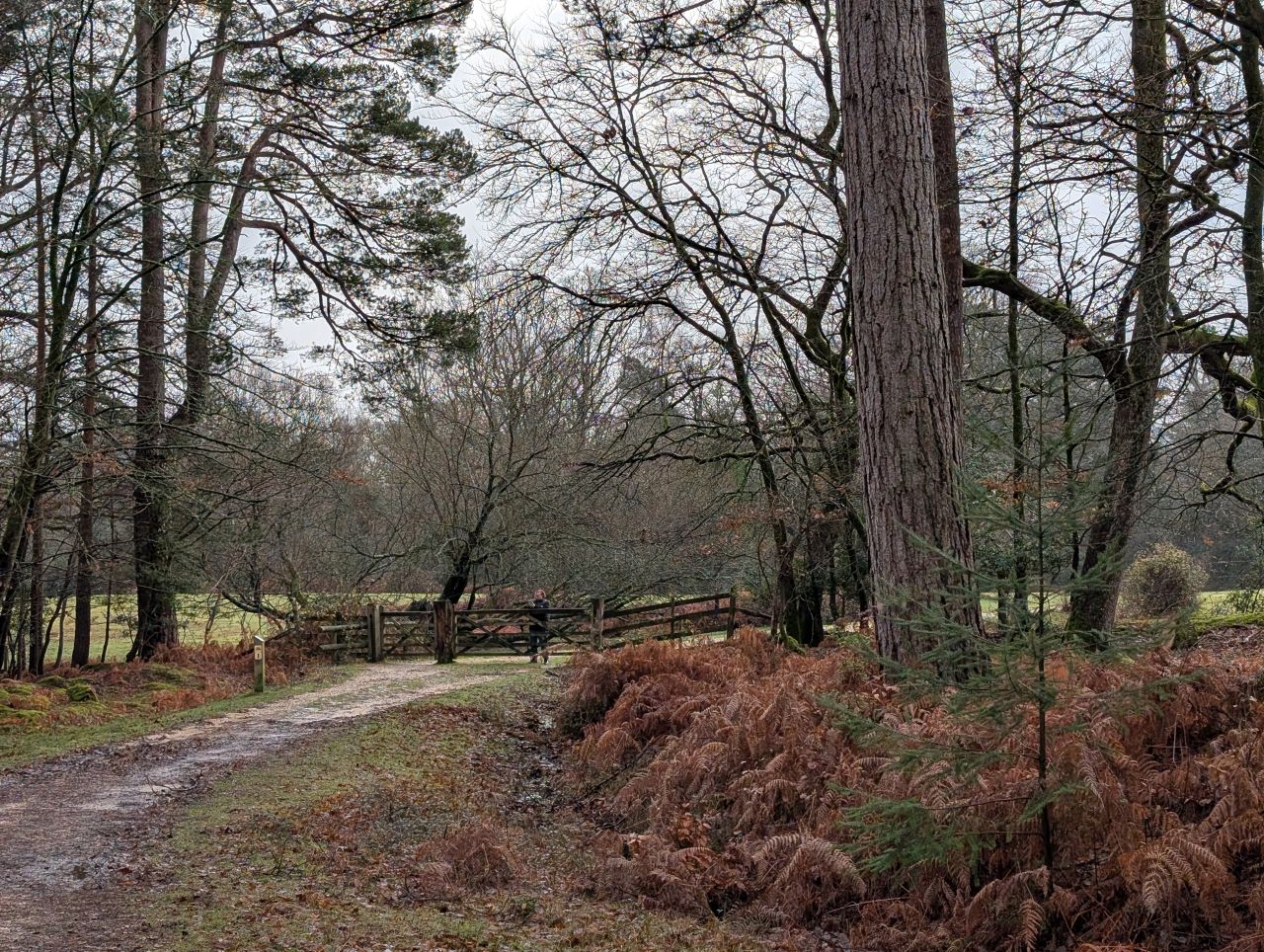 2025-12-21 10 New Forest Janesmoor Pond.jpg