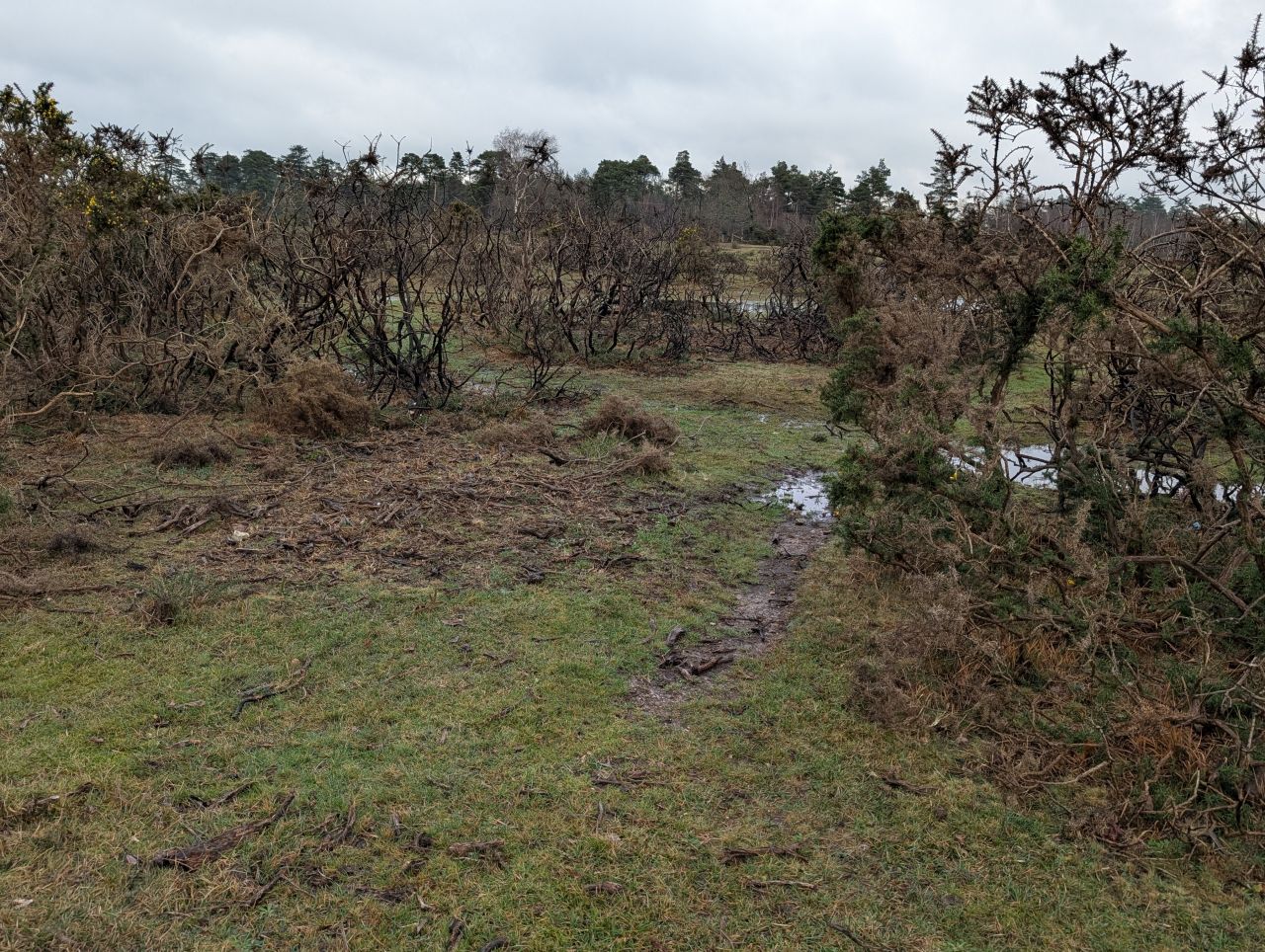 2025-12-21 13 New Forest Janesmoor Pond.jpg