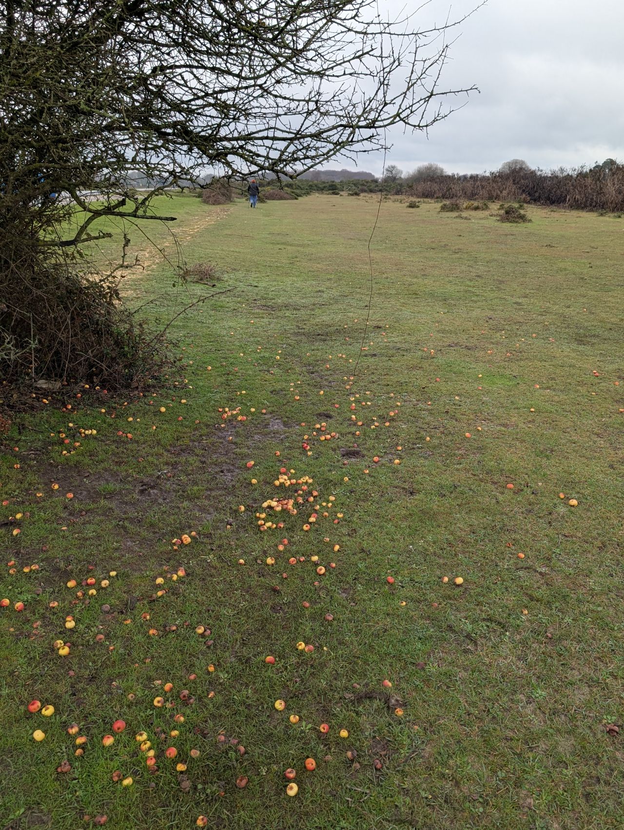2025-12-21 14 New Forest Janesmoor Pond.jpg