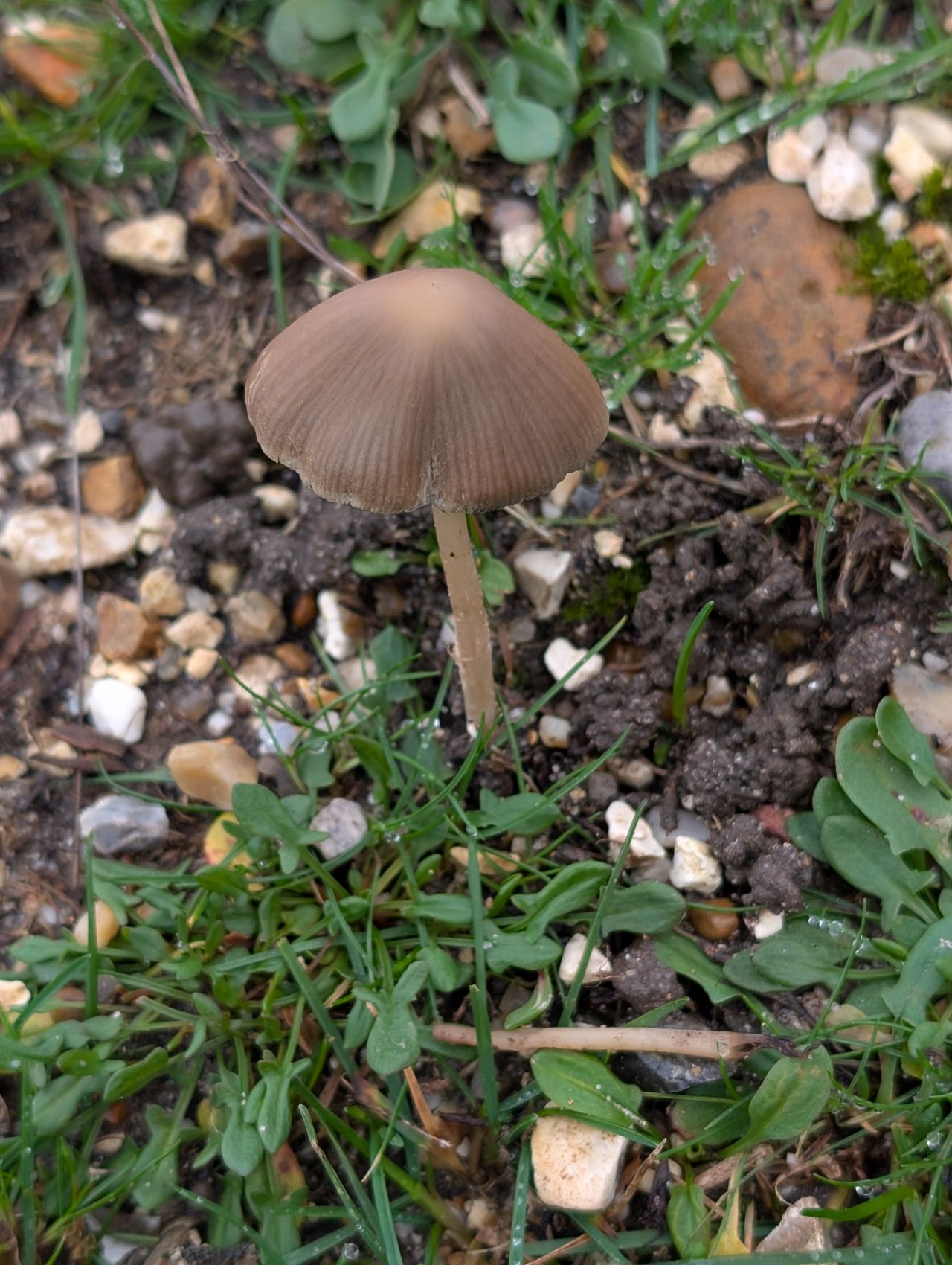 2025-12-21 16 New Forest Janesmoor Pond.jpg