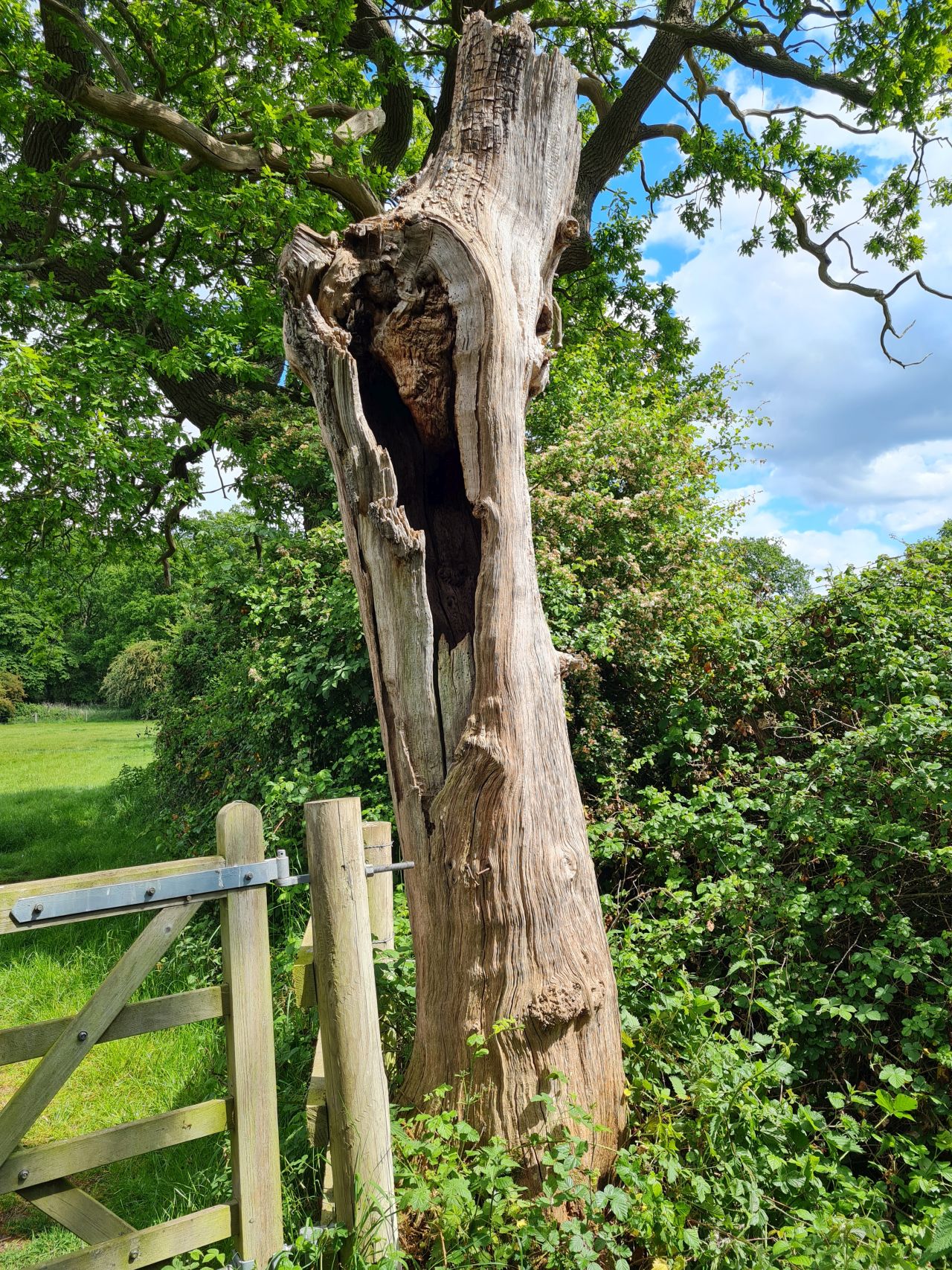 2025-05-23 34 Diss Brockdish Bus Walk.jpg