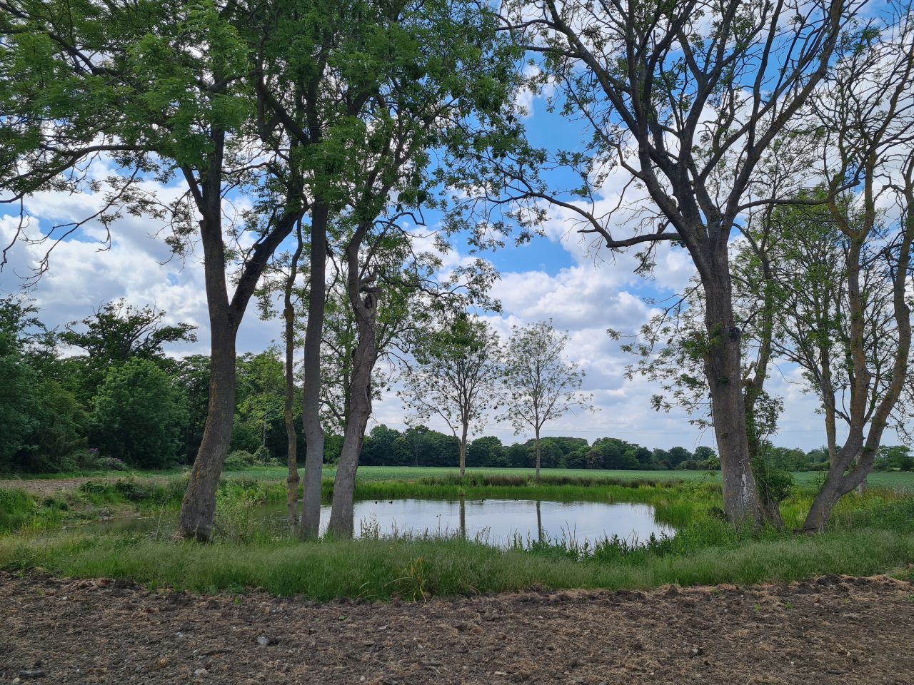 2025-05-23 35 Diss Brockdish Bus Walk.jpg