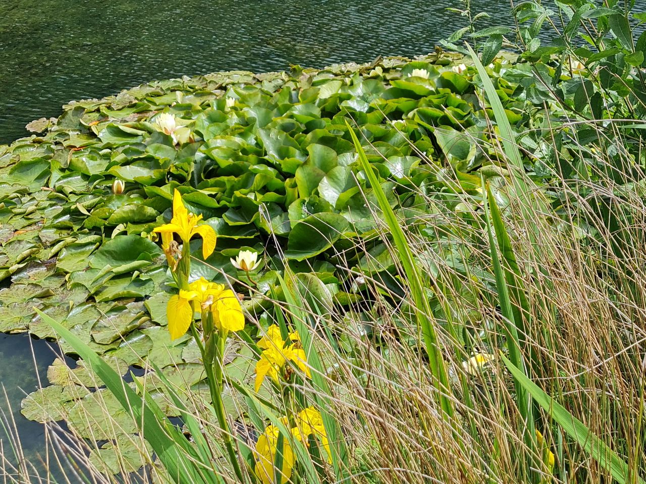 2025-06-07 02 Diss to Brockdish.jpg