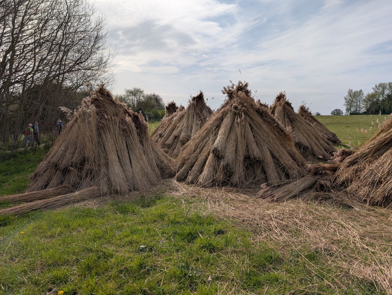 2026-04-09 01 Carlton Marshes.jpg