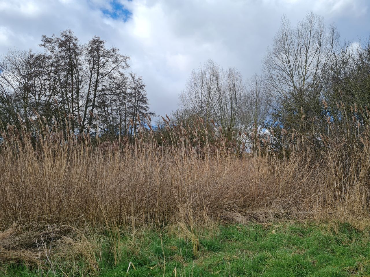 2025-02-28 03 Hedenham and Thwaite Saint Mary.jpg