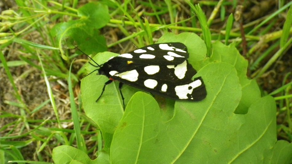 2019-06-09 02 Cream-spot Tiger Moth.jpg