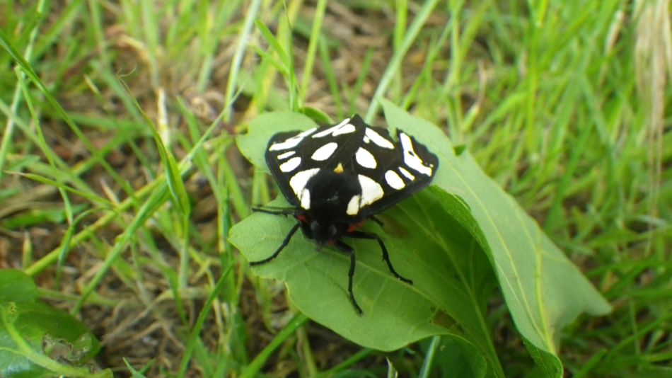 2019-06-09 03 Cream-spot Tiger Moth.jpg