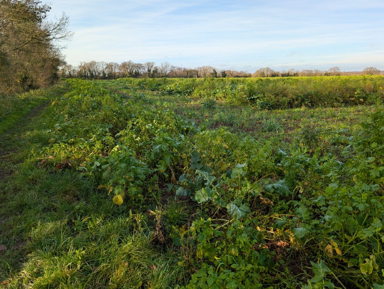 2025-12-14 03 Bungay and Ilketshall Saint Margaret.jpg