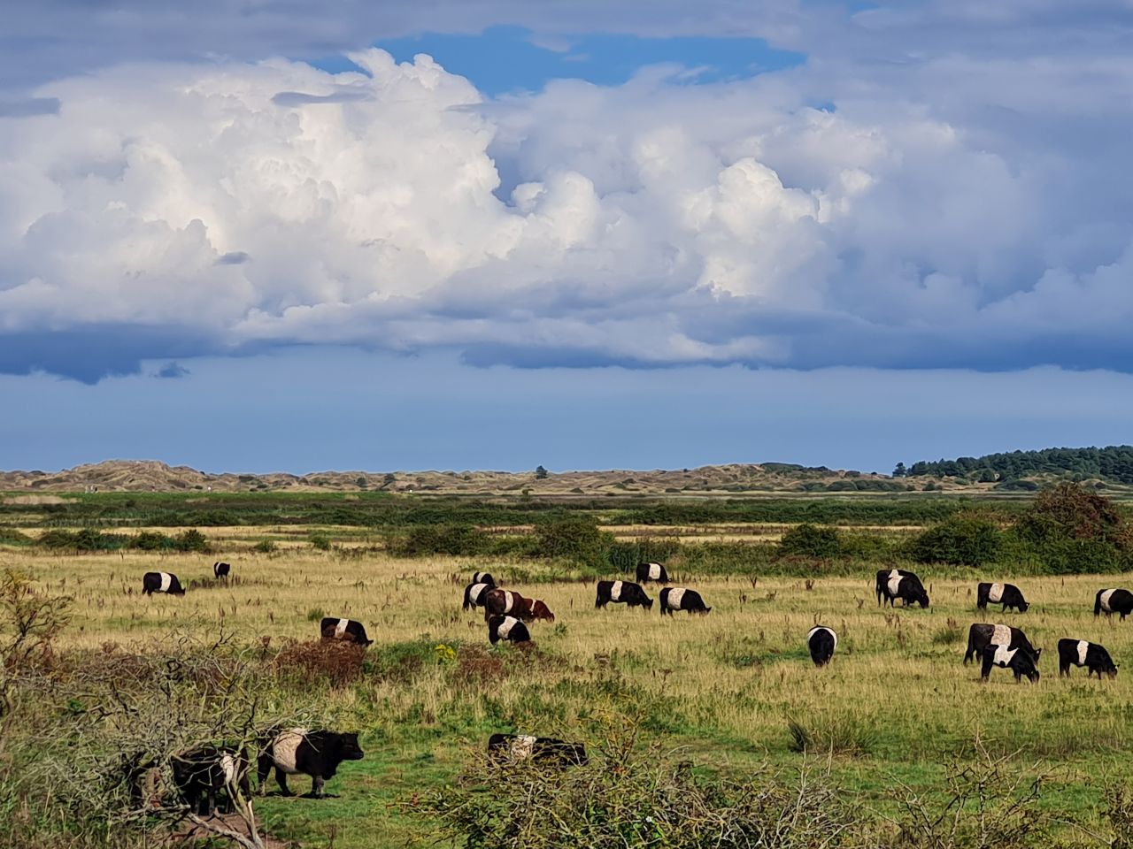 2024-09-08 08 Burnham Overy Staithe.jpg