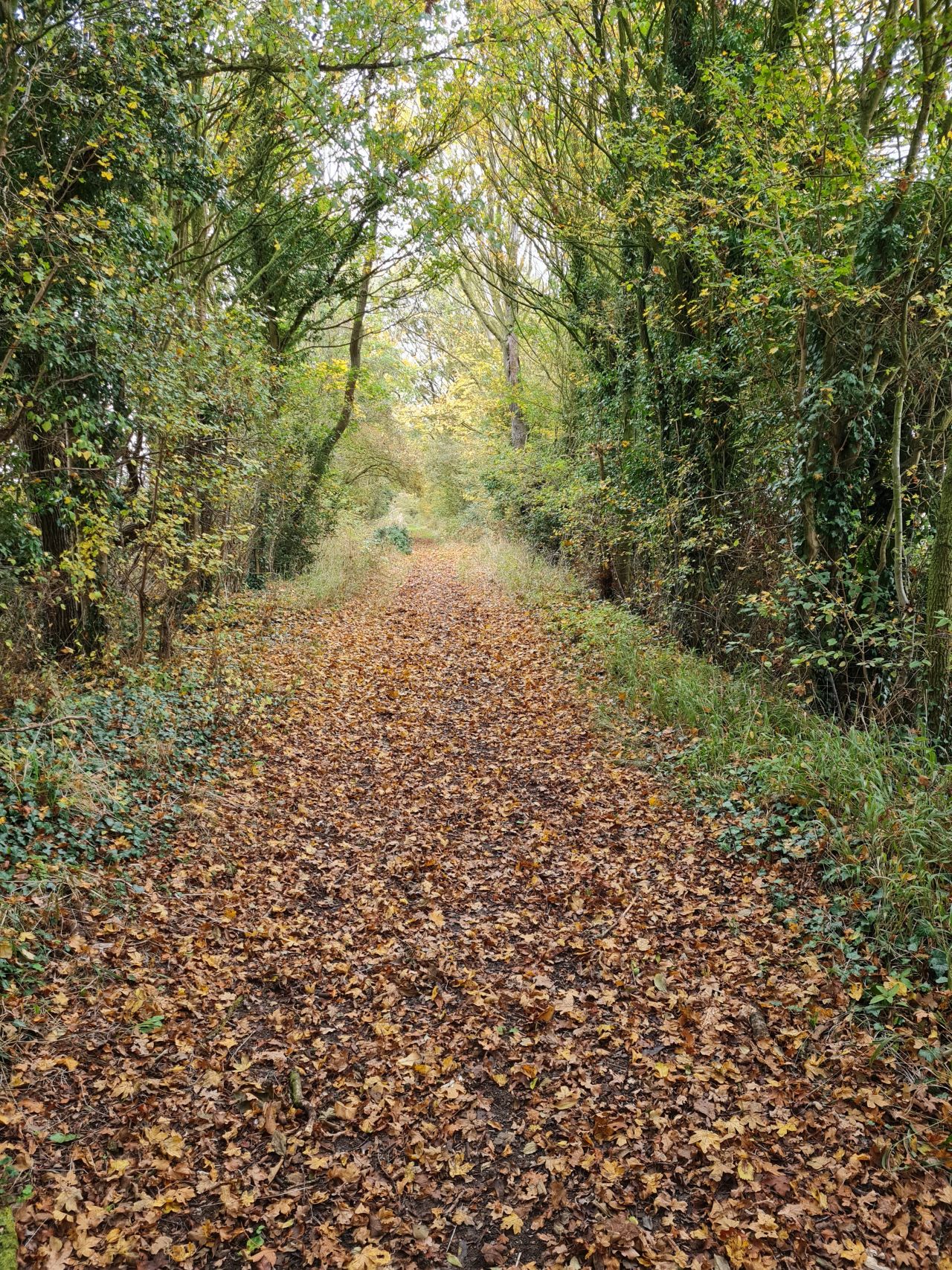 2024-11-06 19 Saxtead.jpg