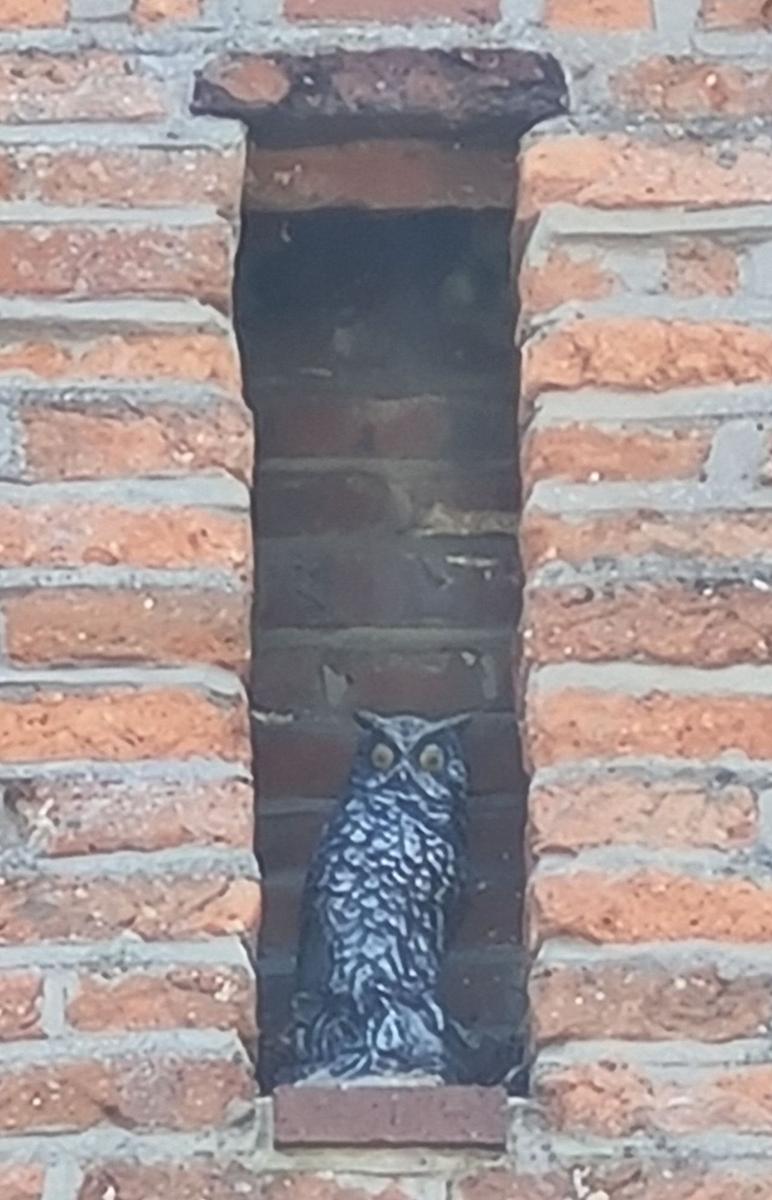 2025-02-12 19 Beccles Ravensmere Owl.jpg