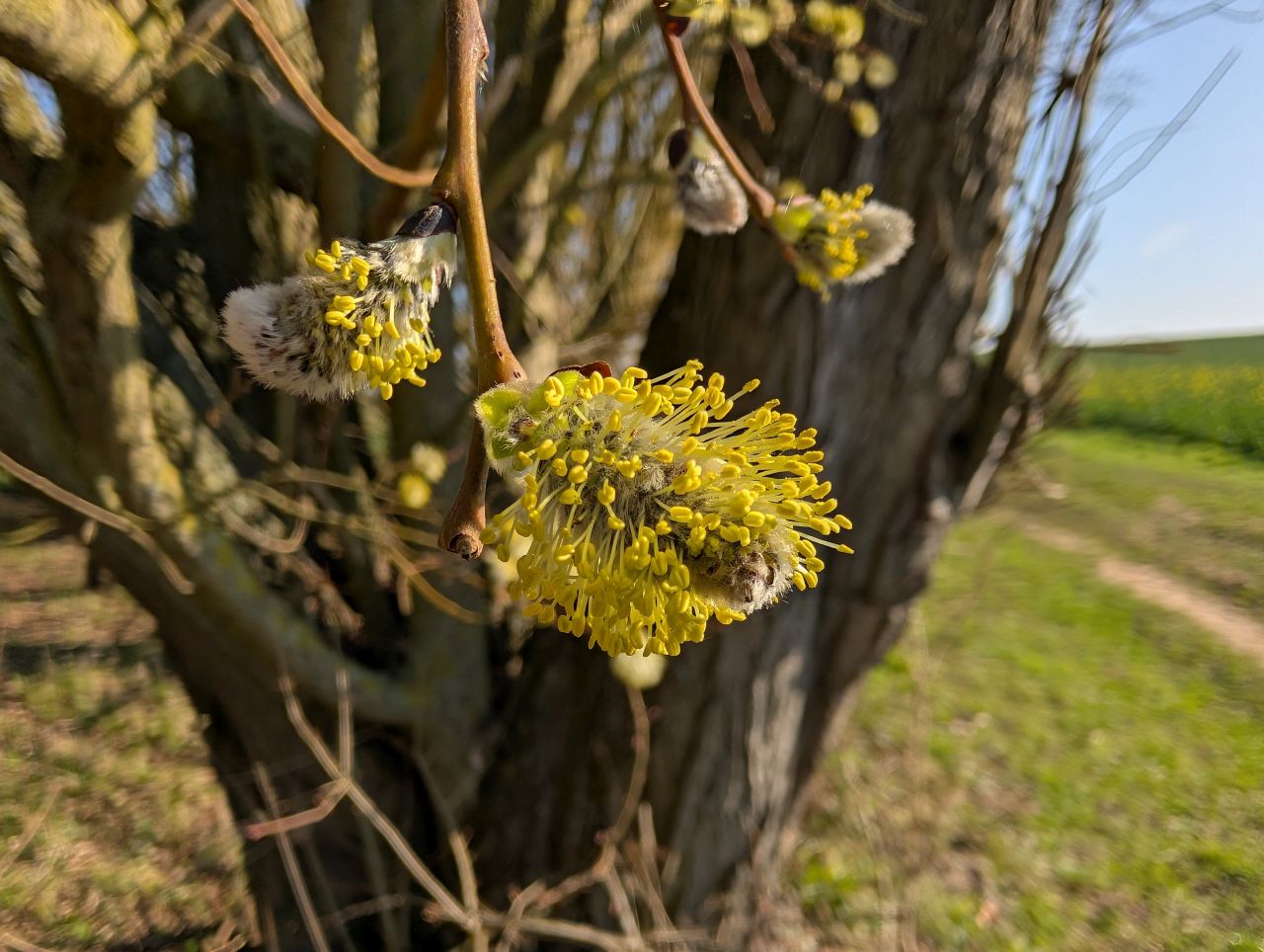 2026-03-19 03 Boxford and Hadleigh Heath.jpg