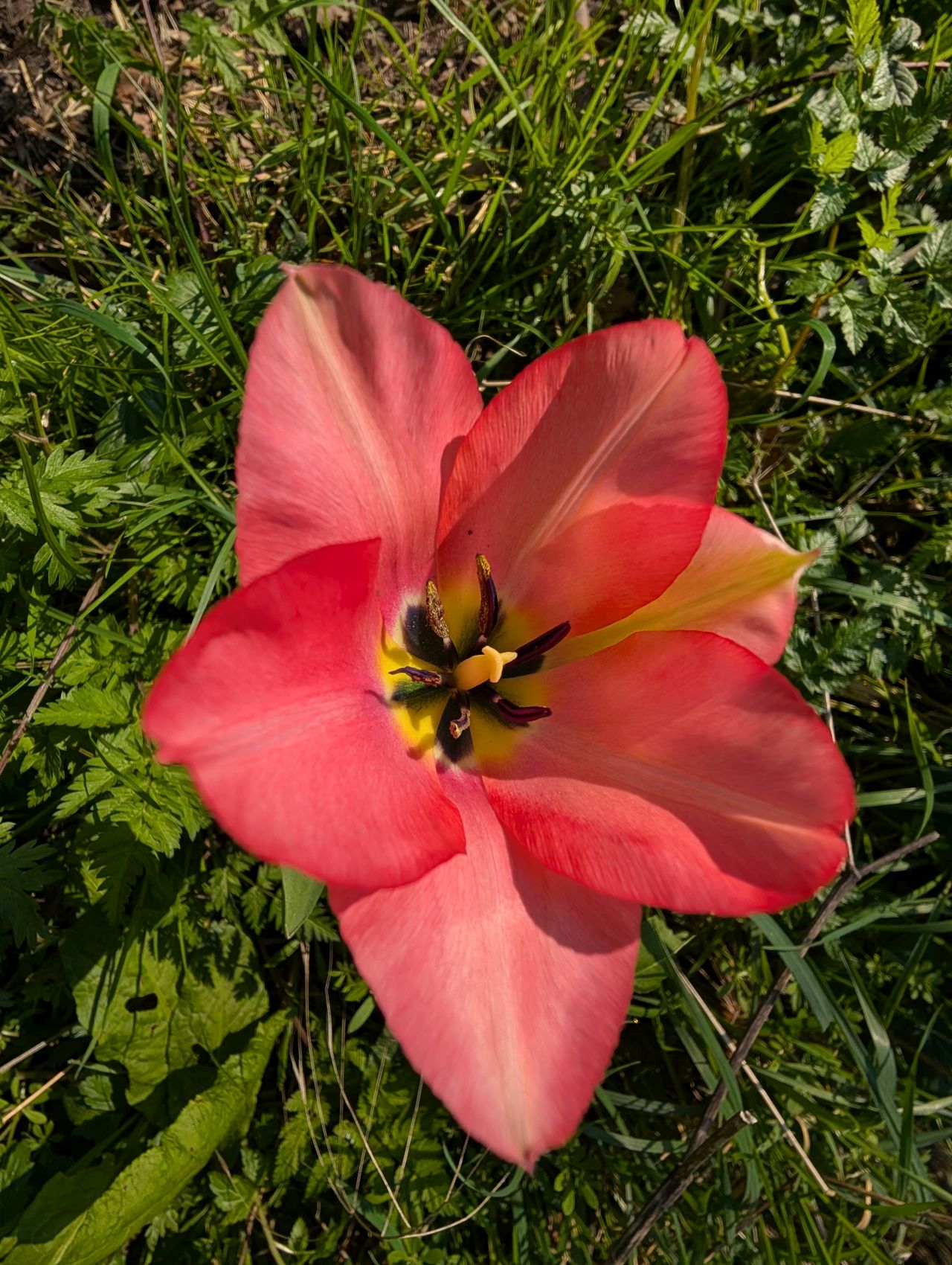 2026-03-19 05 Boxford and Hadleigh Heath.jpg