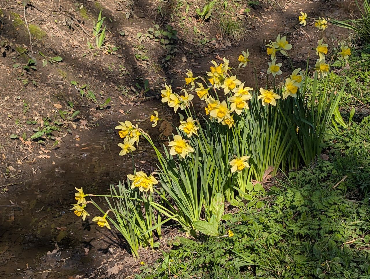 2026-03-19 06 Boxford and Hadleigh Heath.jpg