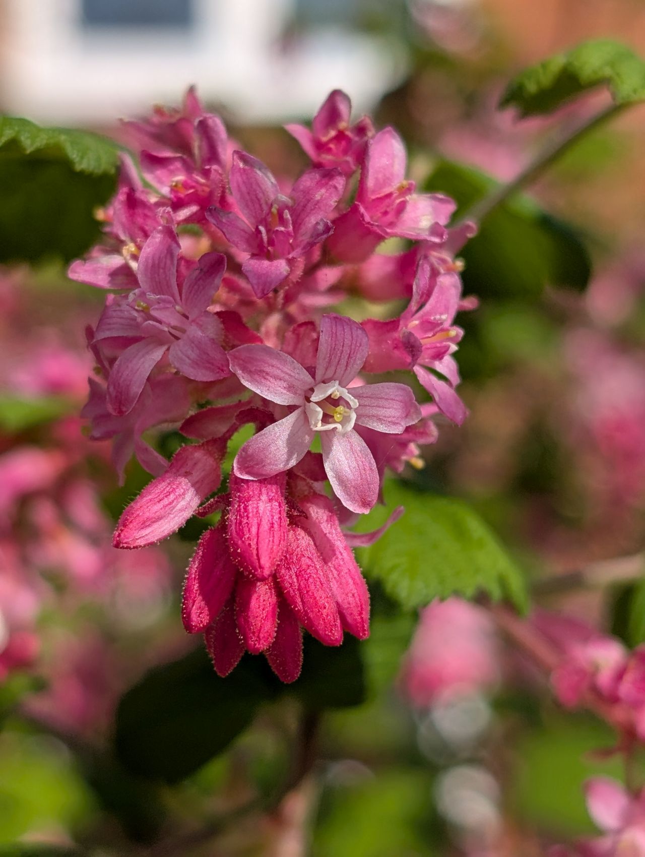 2026-03-21 37 Hadleigh Heath and Hadleigh.jpg