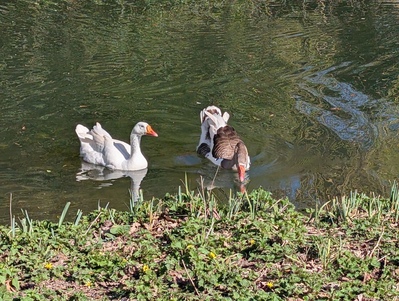 2026-03-21 48 Hadleigh Heath and Hadleigh.jpg