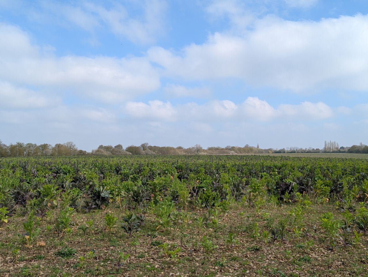 2026-03-22 13 Monks Eleigh to Lavenham.jpg