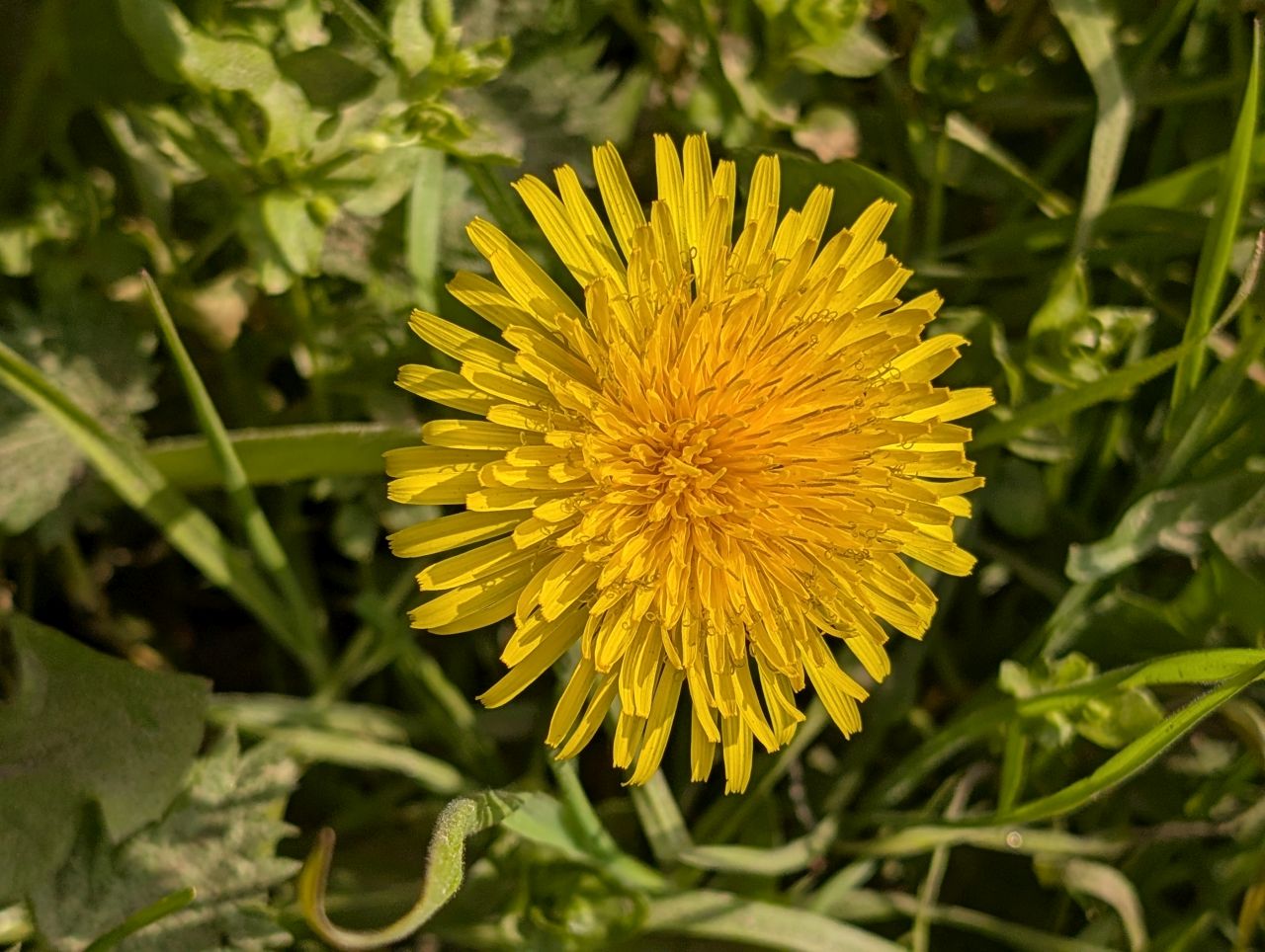 2026-03-22 15 Monks Eleigh to Lavenham.jpg