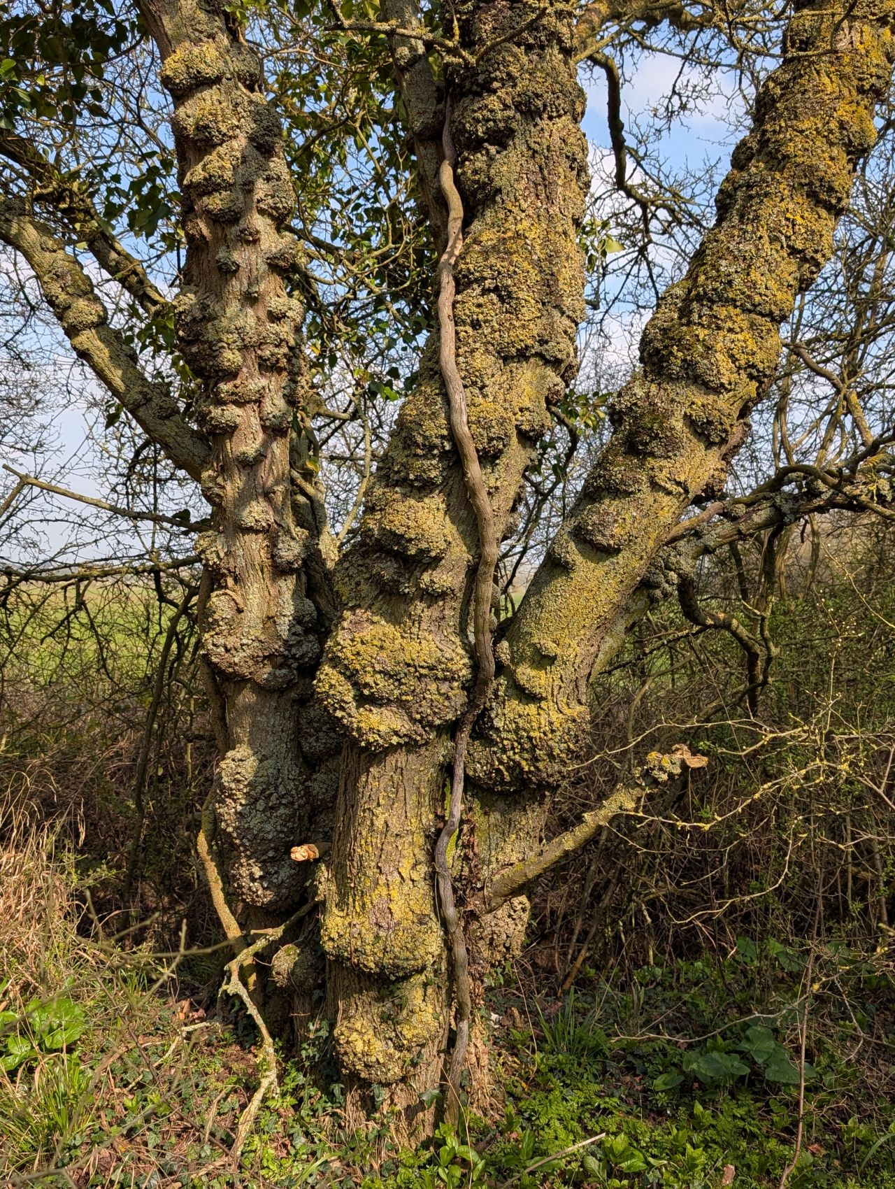 2026-03-22 21 Monks Eleigh to Lavenham.jpg