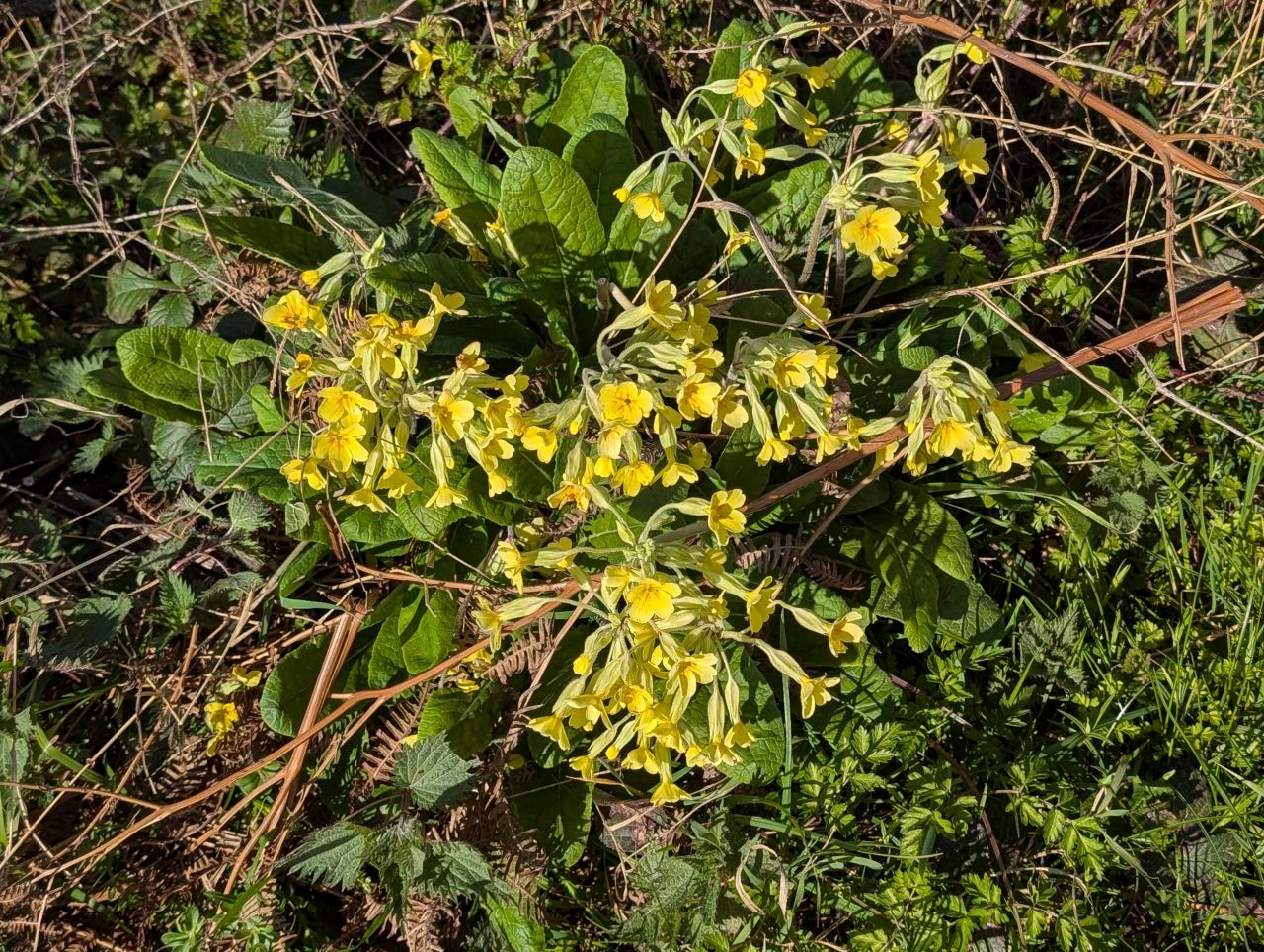 2026-03-26 04 Kersey to Monks Eleigh.jpg