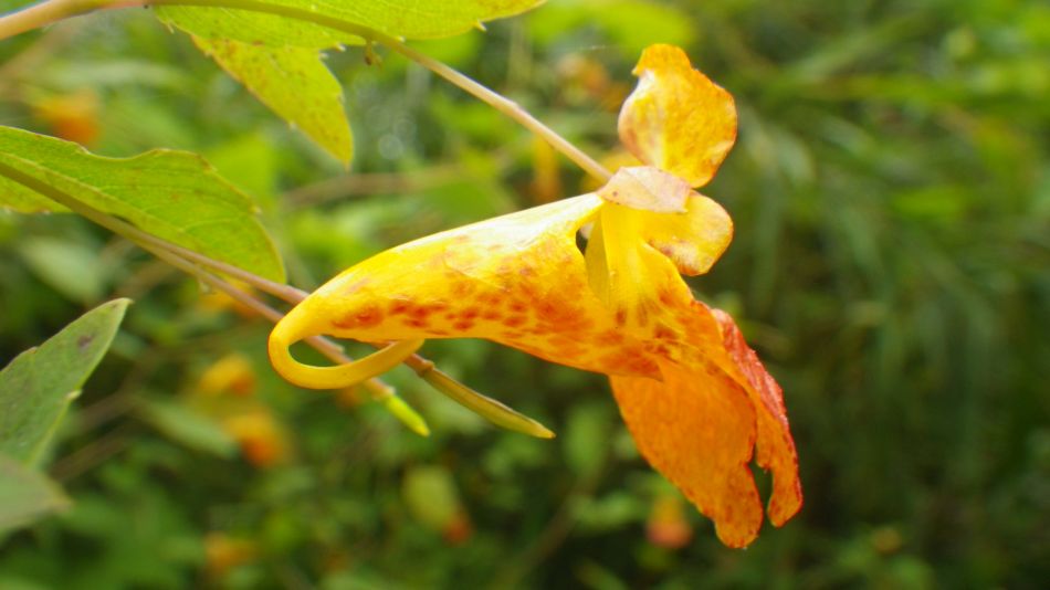 2014-09-11 07 North American Impatiens capensis.jpg