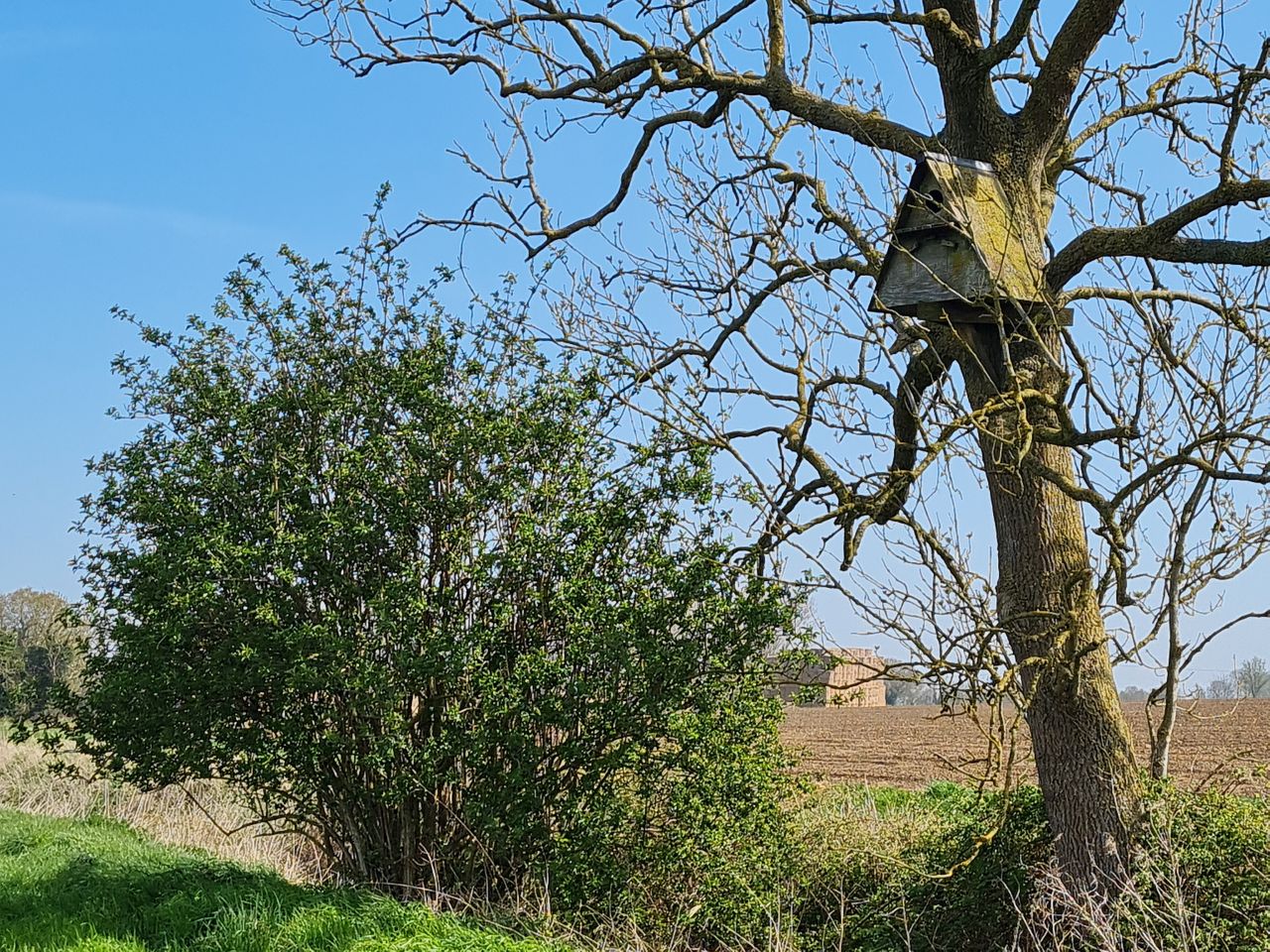 2025-04-12 01 Bressingham.jpg