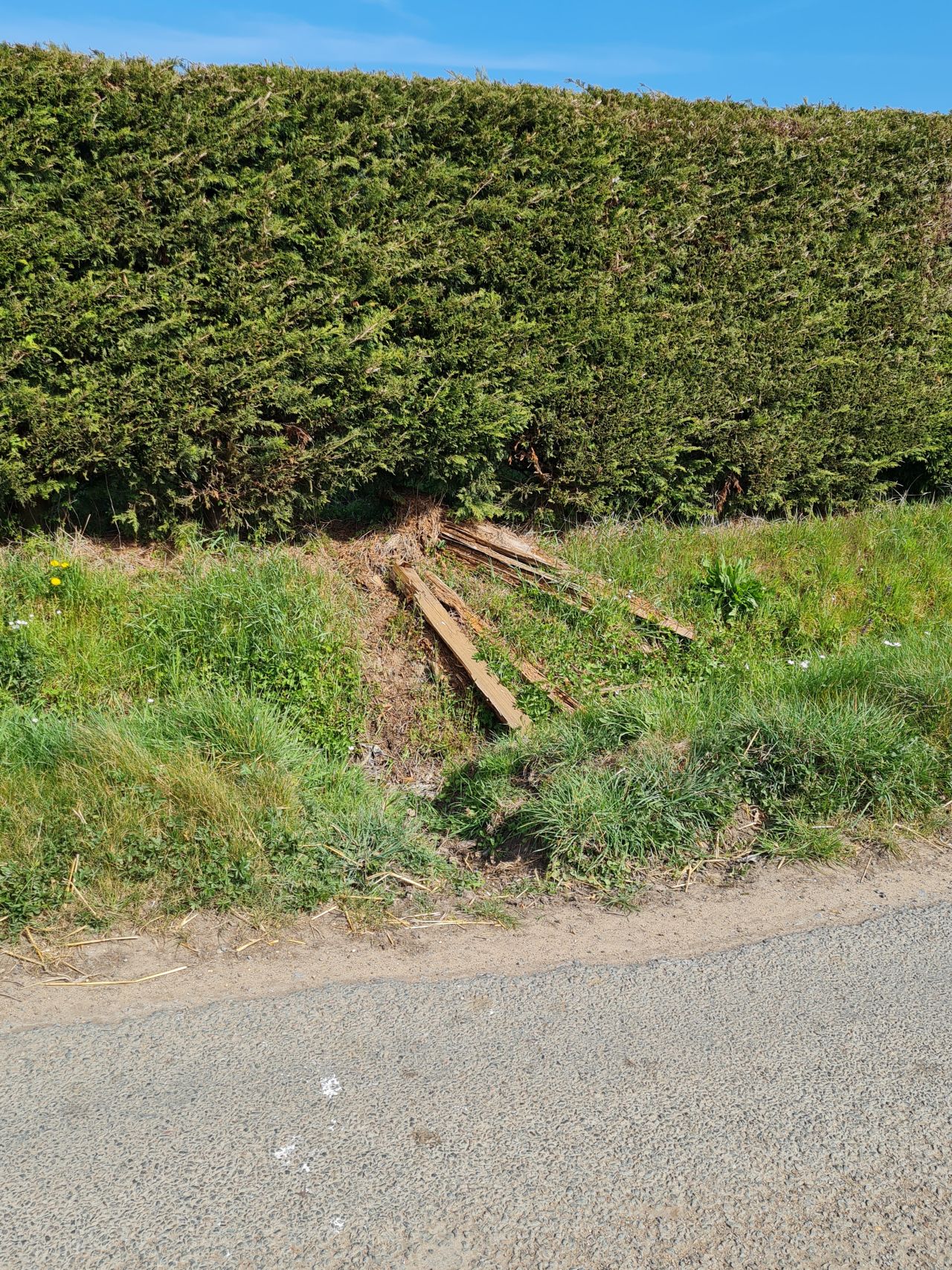 2025-04-12 02 Bressingham.jpg