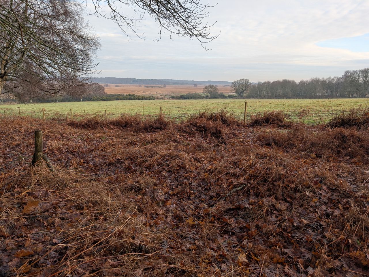 2026-01-18 01 Dunwich Forest.jpg